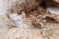 Le Pholque phalangide. Un mle (Araneae - Pholcidae - Pholcus phalangioides)